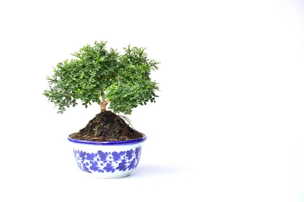 Maceta y planta verde sobre fondo blanco aislado — Foto de Stock