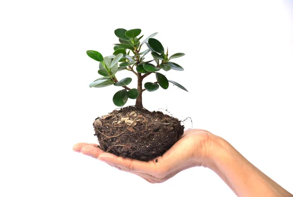 Hand of person holding tree on white background isolate Royalty Free Stock Images