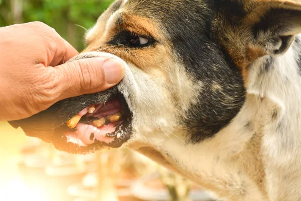 Лікар або особа перевіряють собаку на усне здоров'я і перебувають у поганому стані здоров'я, unh — стокове фото