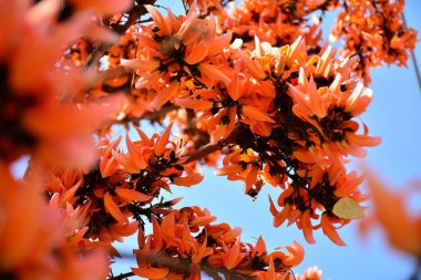 sabah gökyüzüne altında çok güzel ağaç üzerinde kırmızı çiçek