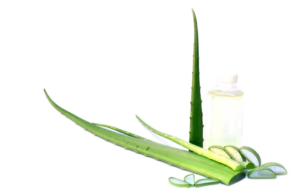 Bitki veya Aloe Vera için beyaz arka plan izole üzerinde sağlıklı — Stok fotoğraf