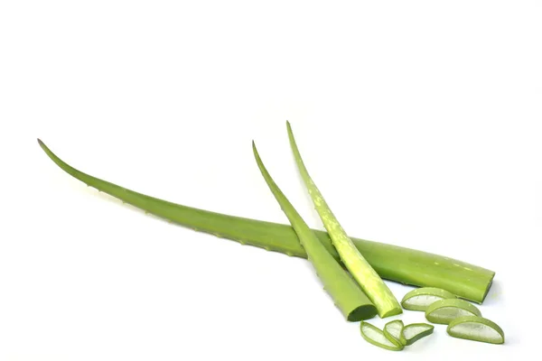 Ziela lub Aloe Vera dla zdrowych na białym tle izolat — Zdjęcie stockowe