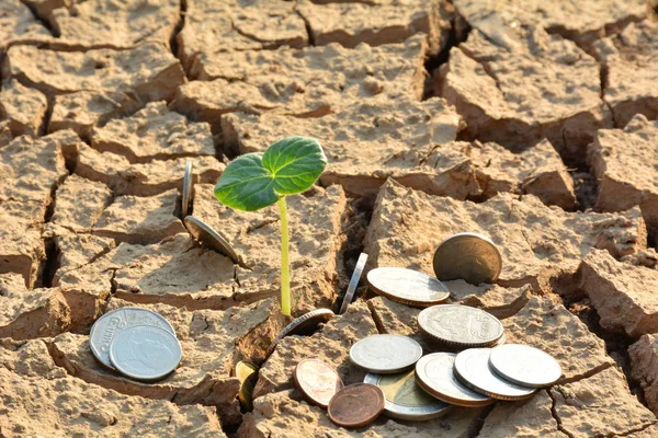 desolate land or dry areas have little green plant and coins