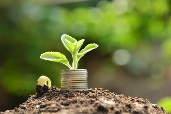 Moedas de planta e pilha sentindo sucesso financeiro, fundo da natureza — Fotografia de Stock