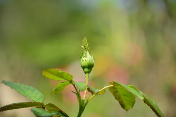 Flower bud and come to bloom soon — Stock Photo, Image