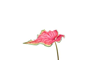 beyaz zemin üzerine kırmızı yaprak izole