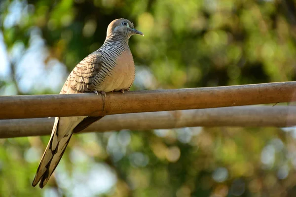 Yaban hayatı kuşlar. Bir dal başında oturan kuş 