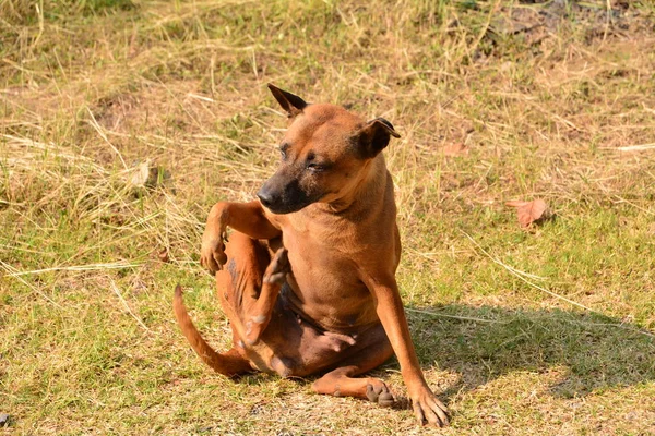 Hond zittend op de grond op ochtend — Stockfoto