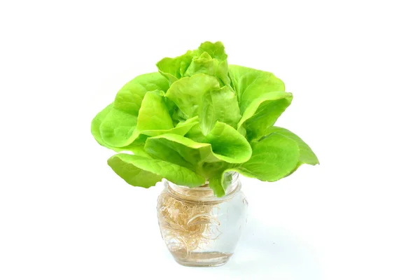 Gezond eten achtergrond. groenten geïsoleerde witte achtergrond. — Stockfoto