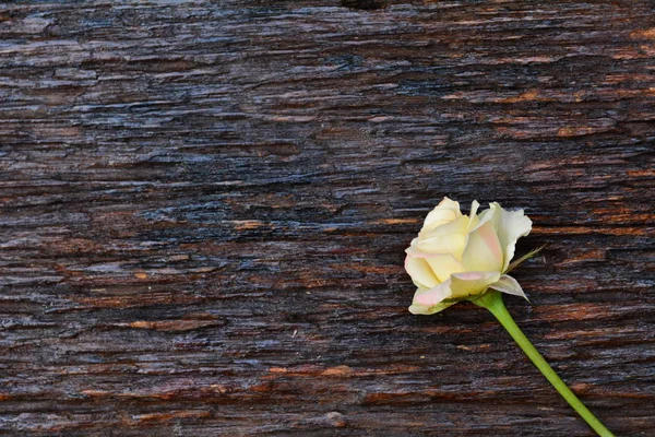 La flor blanca poner sobre fondo de madera, espacio de copia . — Foto de Stock