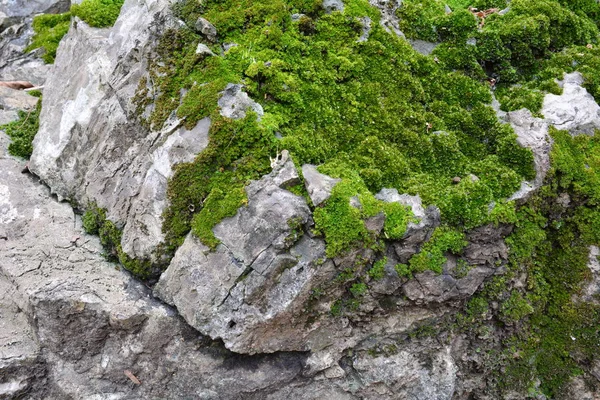 MOS verde fondo, MOS verde con piedra . — Foto de Stock