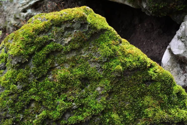MOS verde fondo, MOS verde con piedra . — Foto de Stock