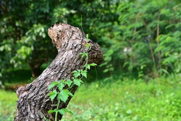 Pień drzewa z nowo narodzonych drzewa w lesie na tle przyrody — Zdjęcie stockowe