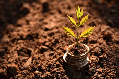 Para ağacını para büyüyen kavramı. Finansal