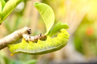 Beautiful green caterpillar on a green plant in the garden clipart
