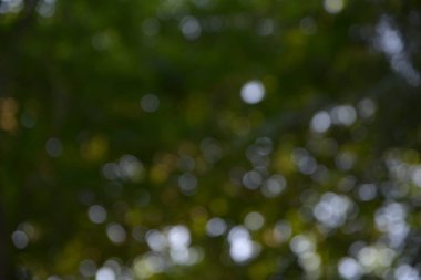 glitter bokeh ışıklar bokeh doğa arka plan ile defocused.