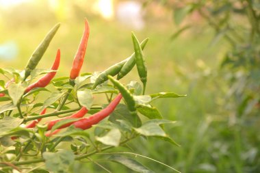 kırmızı biber doğası üzerine bir ağaç üzerinde yeşil biber ile 