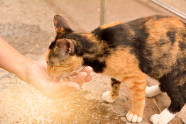 kadın yardım et su için evsiz turuncu kedi 