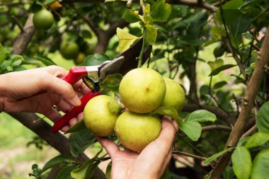 doğa backg üzerinde kırpma makasları ile bahçıvan budama limon ağaçları