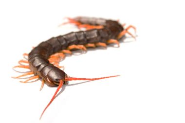 Dev kırkayak üzerinde beyaz backgr izole Scolopendra subspinipes