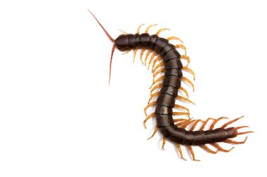 Dev kırkayak üzerinde beyaz backgr izole Scolopendra subspinipes