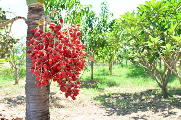 Frutas frescas de palma aceitera, enfoque selectivo. Aceite de palma . —  Fotos de Stock