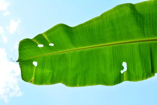 Листья бананового дерева текстурированы под небом — стоковое фото