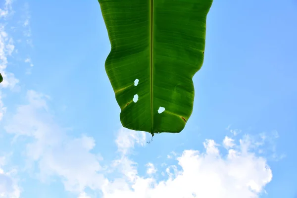 As folhas da bananeira texturizadas sob o fundo do céu — Fotografia de Stock