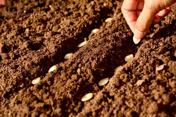 Zaailing concept met de menselijke hand, menselijke seeding bean in de bodem. — Stockfoto