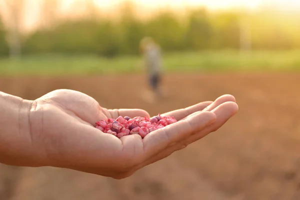 Agricultor mão segurando sementes de milho para semeadura no jardim . — Fotografia de Stock