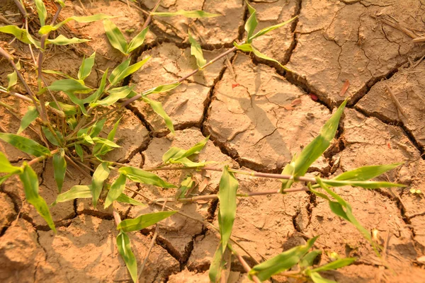 Pustá země nebo suché oblasti s zelené trávy růst — Stock fotografie
