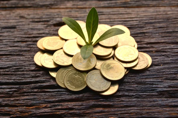 Saving money concept and money coin with tree growing