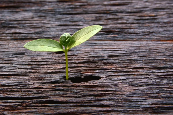 Mały zielony drzewo rosnące na podłoże drewniane — Zdjęcie stockowe