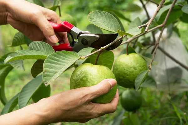 Gärtner schneidet Guaven mit der Gartenschere auf Naturrücken — Stockfoto