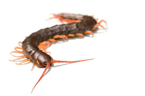 Ciempiés gigante Scolopendra subspinipes aislado sobre fondo blanco gr —  Fotos de Stock