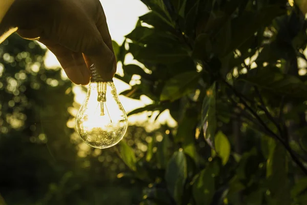 Main de la personne tenant ampoule pour l'idée de succès ou d'énergie solaire — Photo