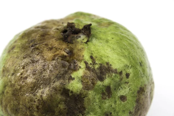 La guayaba podrida aislada sobre un fondo blanco. — Foto de Stock