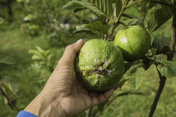 Ruka se dotýká shnilé guava se stromem guava v zahradě. — Stock fotografie