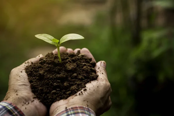 Menschliche Hände, die grüne kleine Pflanzenleben Konzept.ecology conce — Stockfoto