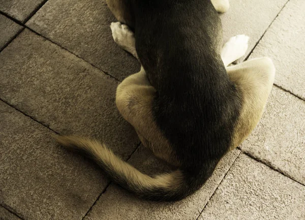 リラックスした犬の犬の尾を持つ前後に地面の上で昼寝. — ストック写真