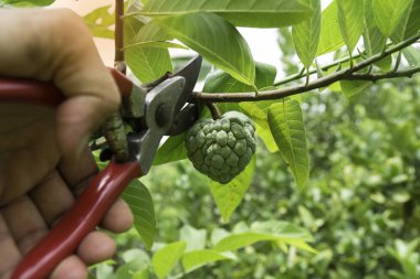 budama makası ile muhallebi elma ağaçları budama bahçıvan