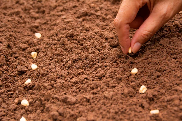 Zaailing concept met de menselijke hand, menselijke seeding maïs zaad in de bodem. — Stockfoto