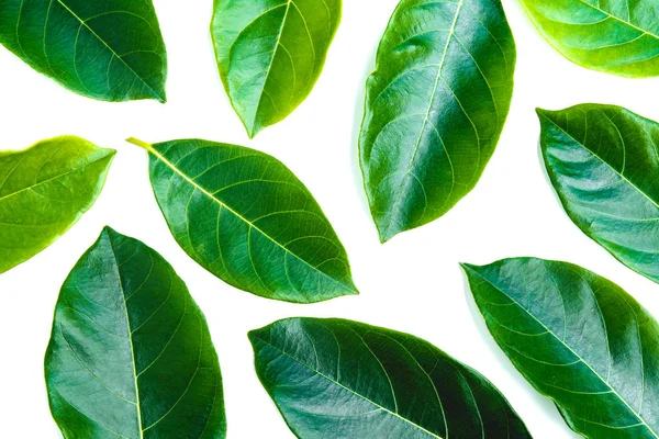 Grüne Blätter isoliert über weißem Hintergrund mit Clipping-Pfad. — Stockfoto
