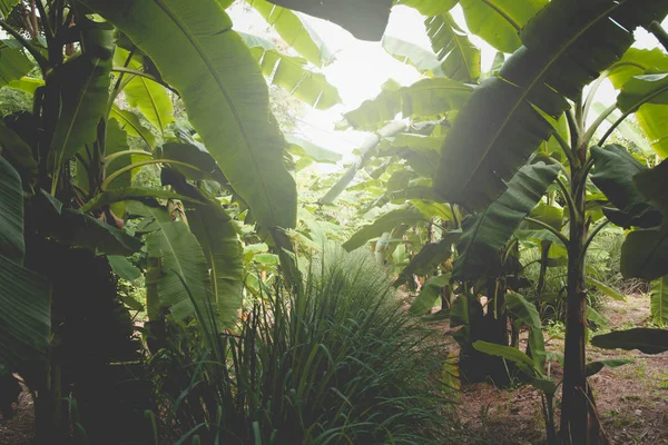 Банановое дерево с кучей зрелых зеленых бананов . — стоковое фото