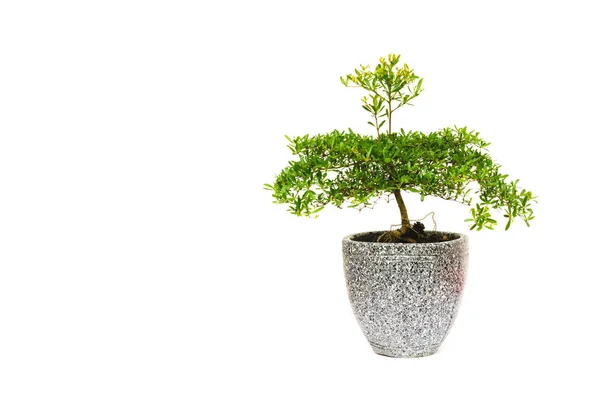 Groene ingegoten plant, bomen in de pot geïsoleerd op wit — Stockfoto