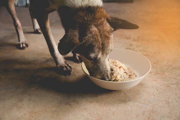 Aç köpek evde besleniyor. Köpek yemekten yakın çekim
