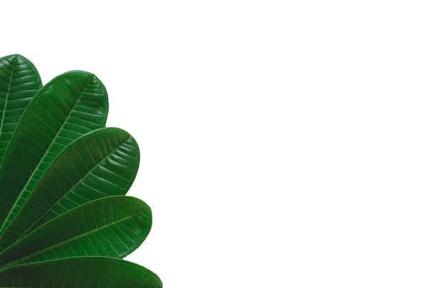 Zelené cukrové třtiny nechat izolované na bílém pozadí — Stock fotografie