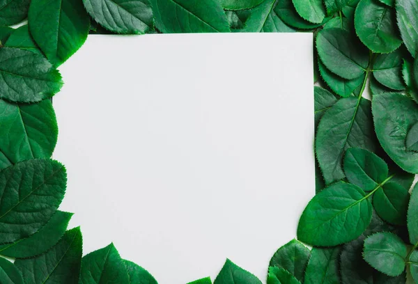 Зеленые листья границы. Рамка из листьев дерева, изолированная на белом — стоковое фото