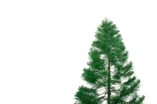 A grande árvore isolada no fundo branco — Fotografia de Stock