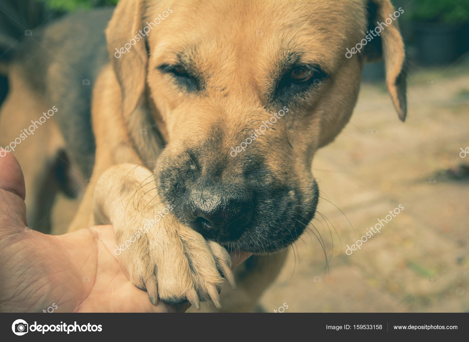 shaking hand with human, friendship between and dogs. Dog paw and human hand shaking. Photo by ©krisana_antharith.hotmail.com 159533158
